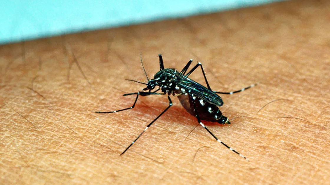 ডেঙ্গুতে আক্রান্ত ও মৃত্যু বেড়েছে পাঁচ গুণ