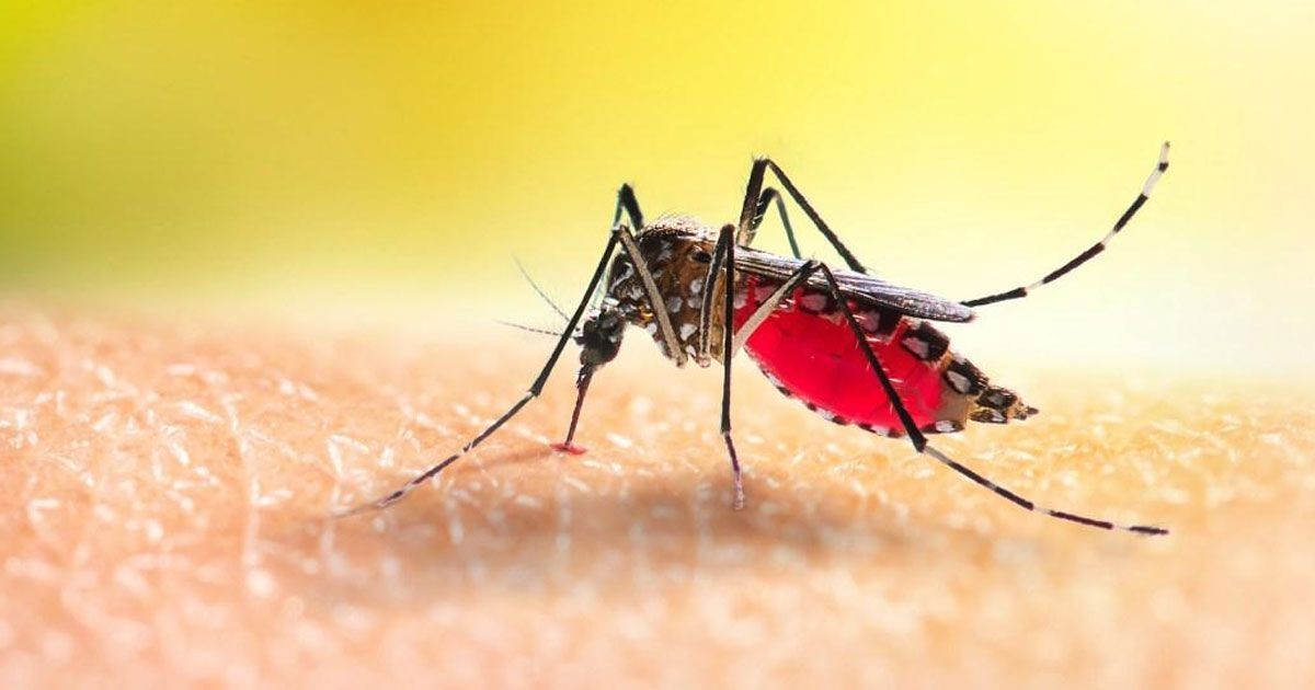 ডেঙ্গুতে মৃত্যু ১৪০০ ছাড়াল