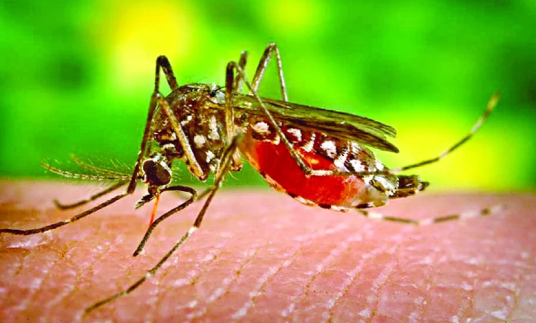 মশার যন্ত্রনায় অতিষ্ঠ ঢাকাবাসী