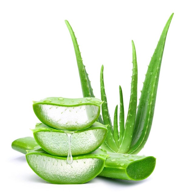 ঘৃতকুমারী (Aloe vera) একটি বহুগুণসম্পন্ন ইউনানী ভেষজ উদ্ভিদ